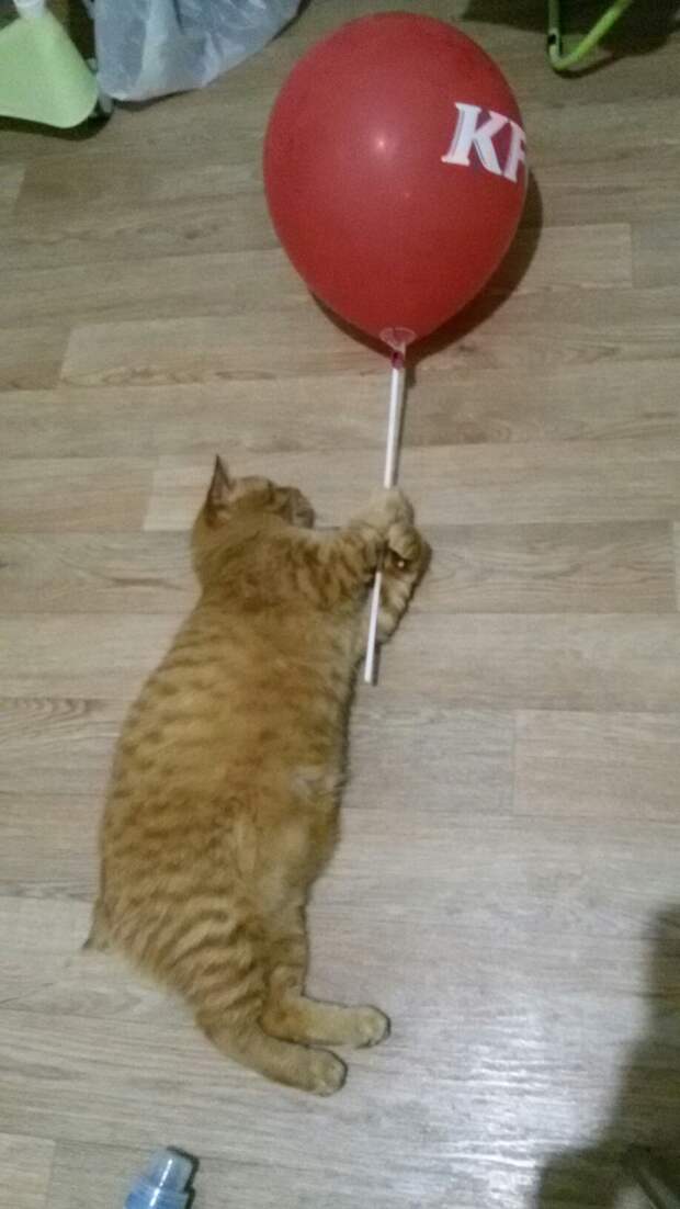 кот с шариком