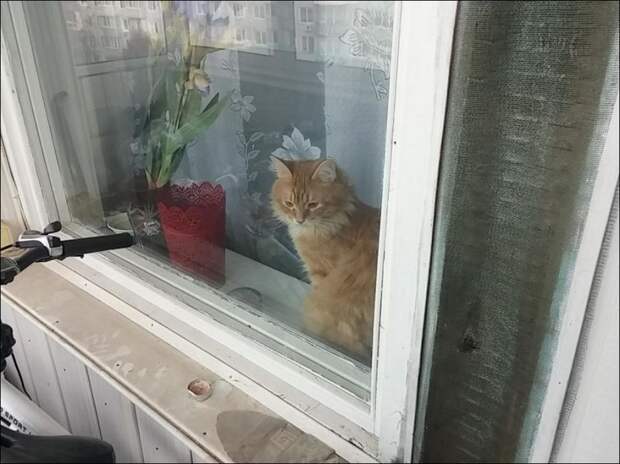 Кот закрыл своего хозяина на балконе кот, балкон