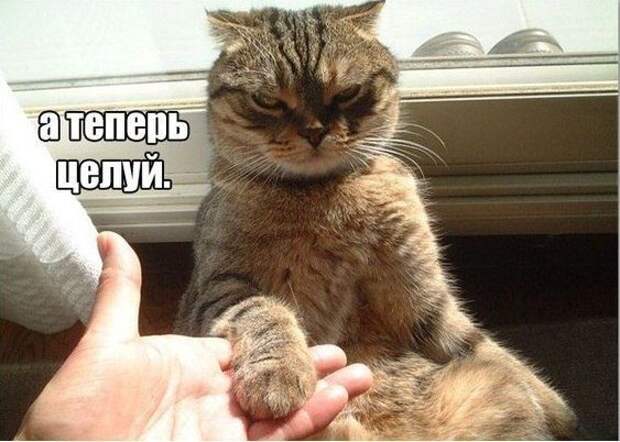 Доминируй, властвуй...