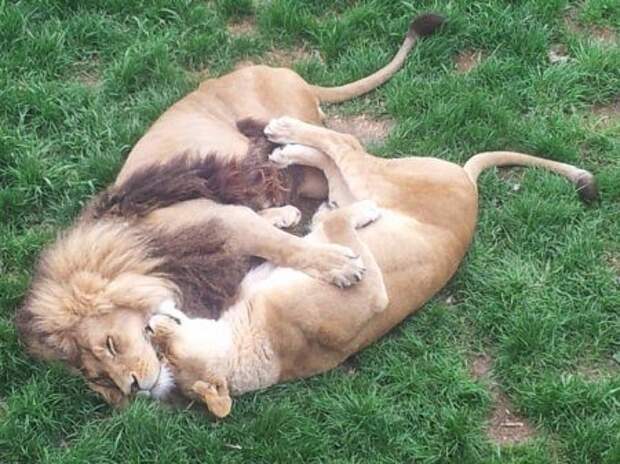 Кошачьи обнимашки