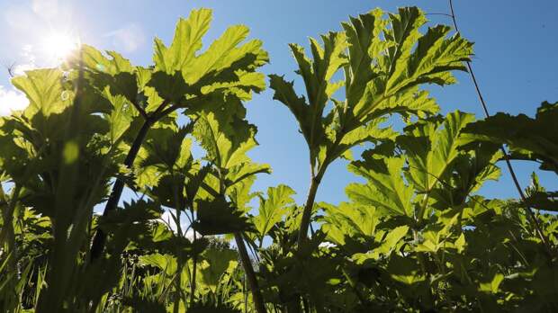 Шеф-повар Котов рассказал, какие блюда можно приготовить из борщевика