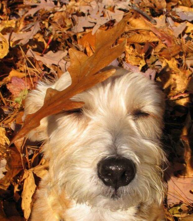 dogsnfall15 16 cамых забавных осенних фотографий собачек