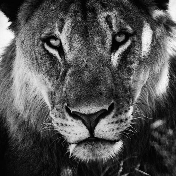 черно белые фотографии африканской дикой природы (12)