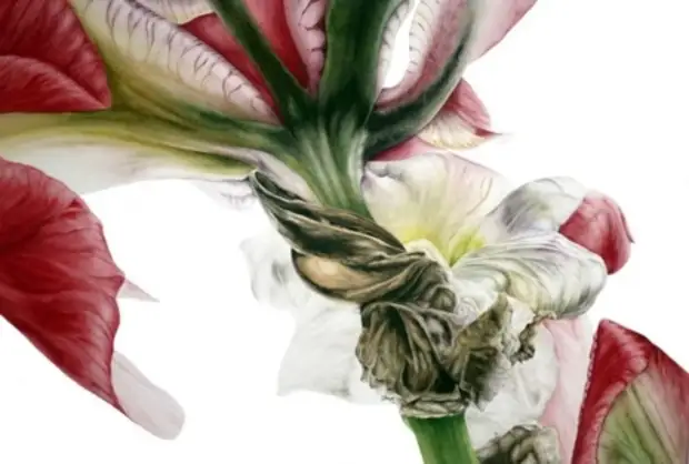 �������� Marie Burke. ��������� ��������