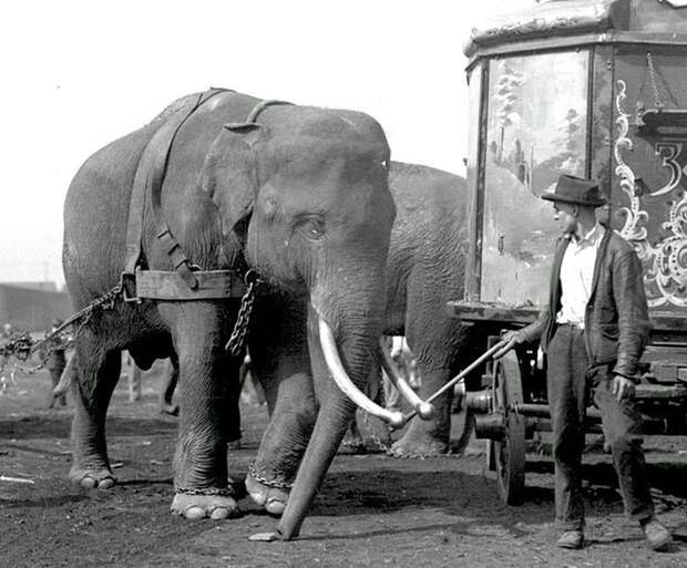 Цирк Sells-Floto приехал. 1922 год Весь Мир в объективе, ретро, старые фото
