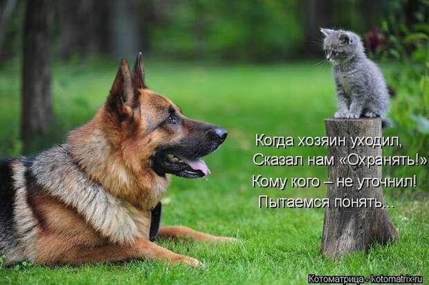 Котоматрицы