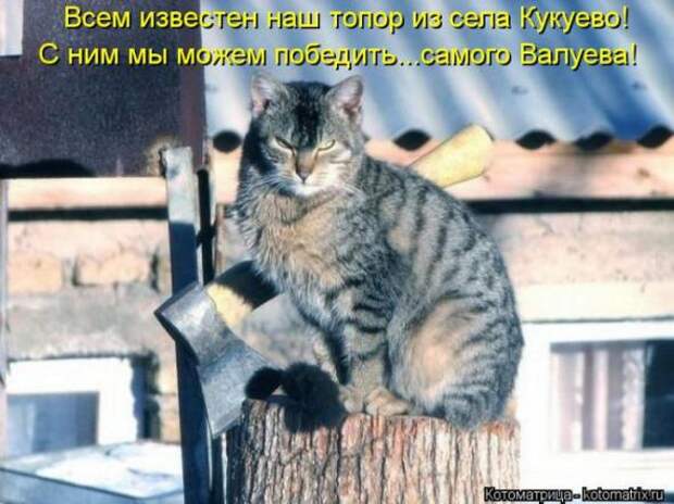 Котоматрицы(картинки с надписями)