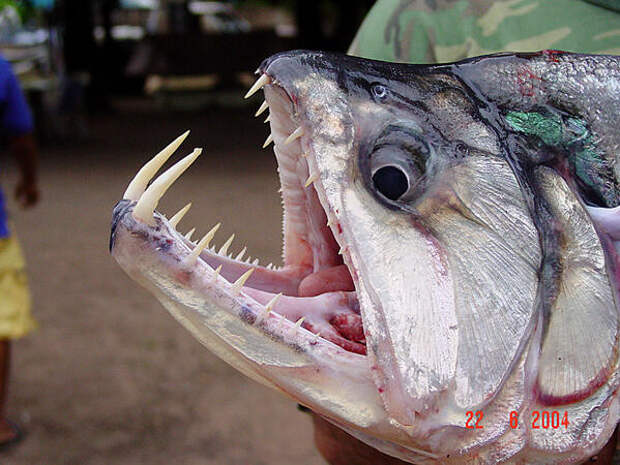 И зубки рыбы-вампира... в мире животных, зубы, фото