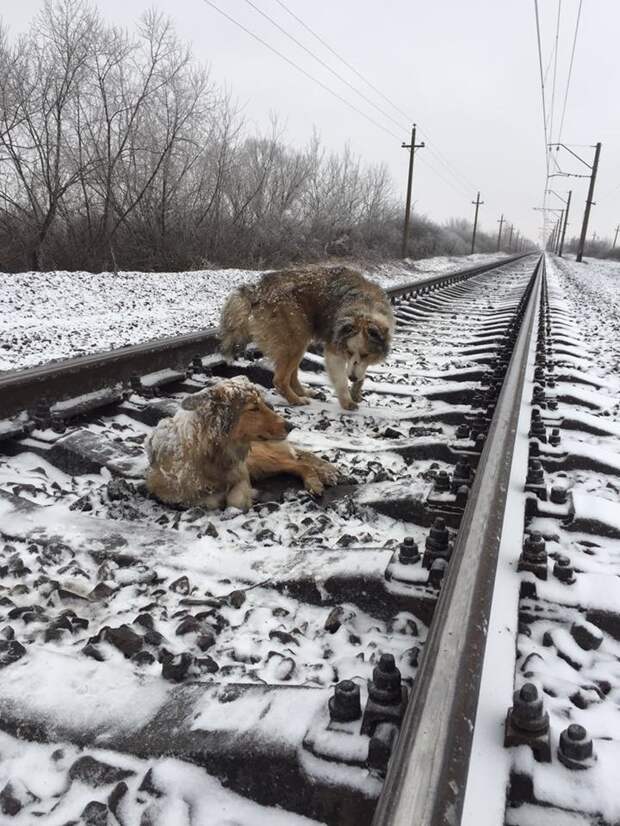 Пёс двое суток не бросал раненую подругу на железнодорожных путях добро, животные, собаки