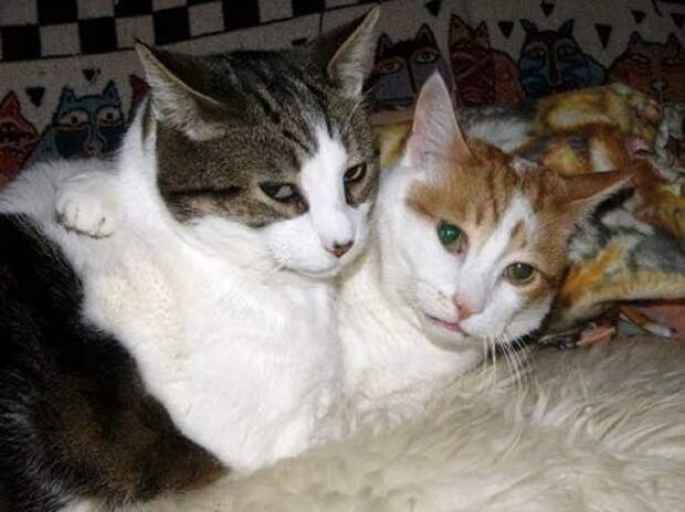 Кошачьи обнимашки