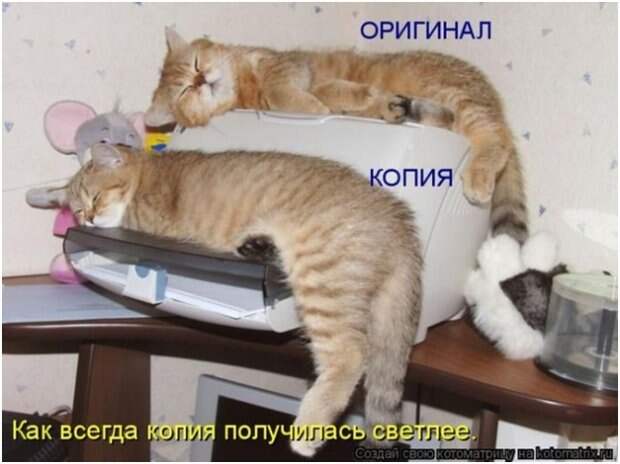 Смешные фото котов с надписями