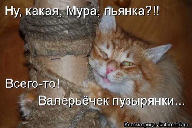 Лучшие котоматрицы недели