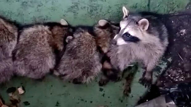 «Бандиты» в ловушке: семья енотов застряла в мусорном баке на Кубани