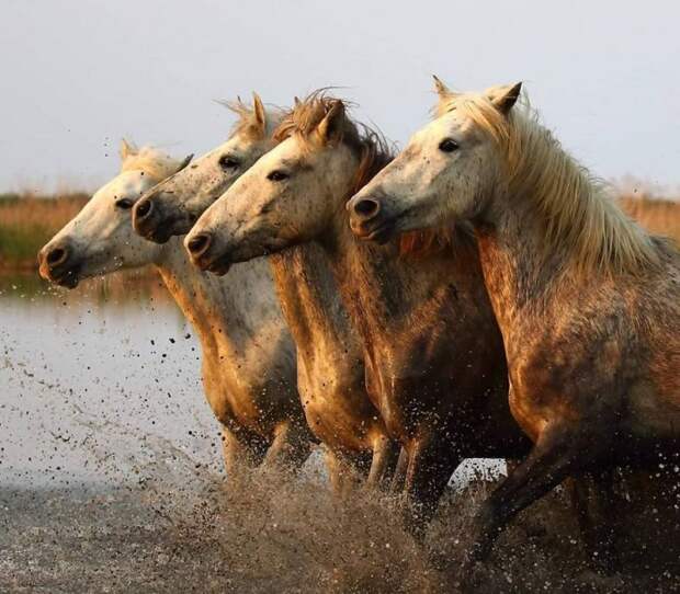 Российских фотограф запечатлел красоту диких животных в опасных точках Земли