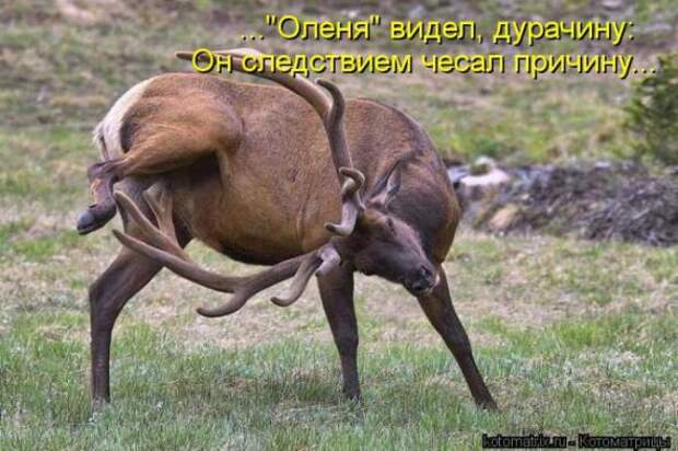 Котоматрицы(картинки с подписями)