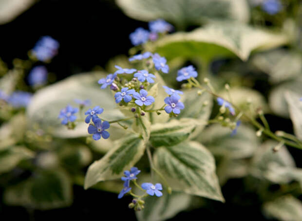 Бруннера, Brunnera variegata Бруннера, Brunnera variegata