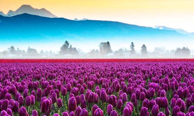 Голландия страна тюльпанов - Интересные факты о цветах