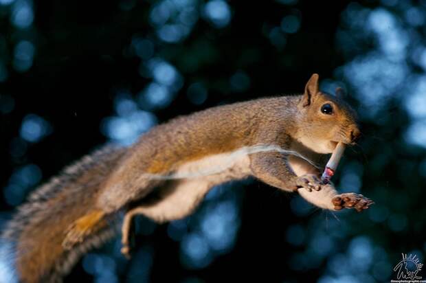 CuriousSquirrels07 Любопытные белки в кадре британского фотографа
