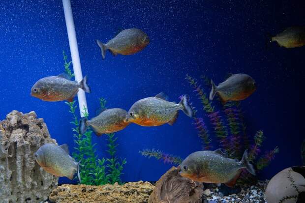 Глубины моря в сердце Ижевска