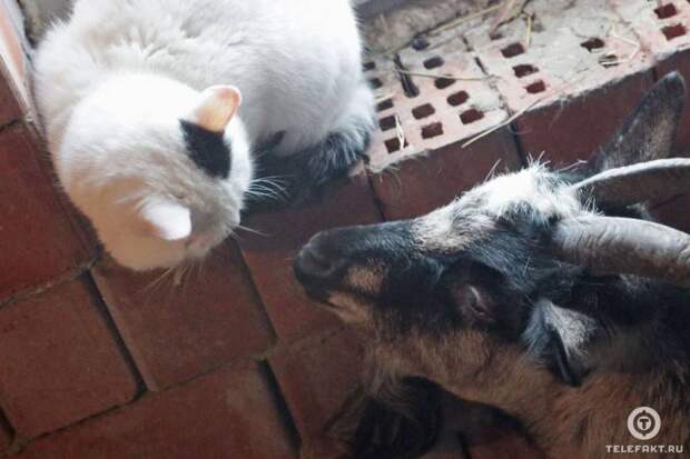 Кот и коза подружились в челябинском приюте