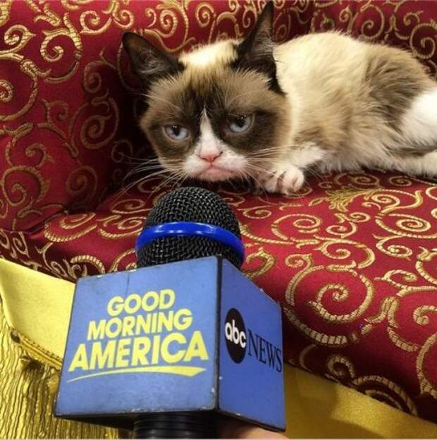 Grumpy Cat за 2 года обогатила свою хозяйку на 100 миллионов долларов (20 фото)