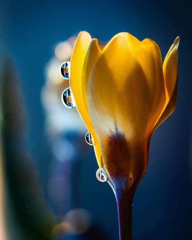 Красивые цветы и насекомые на снимках Сильвии Кобеловой