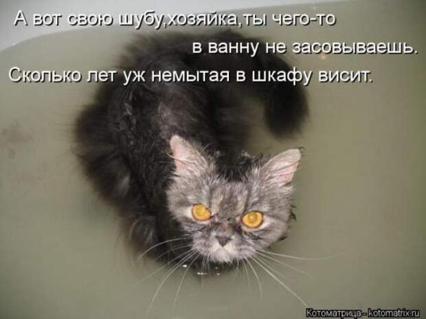 Котоматрицы(картинки с надписями)