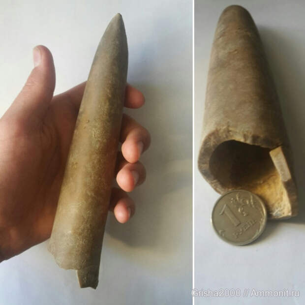Ростр белемнита