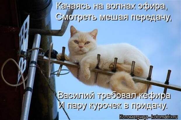 Лучшие котоматрицы за неделю (36 шт)