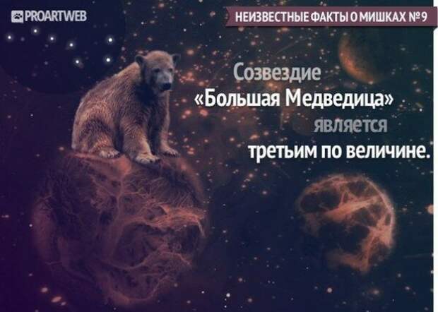 Неизвестные факты о мишках медведи, факты, фауна