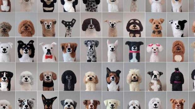 Задача на внимательность, которую пройдут лишь истинные любители собак