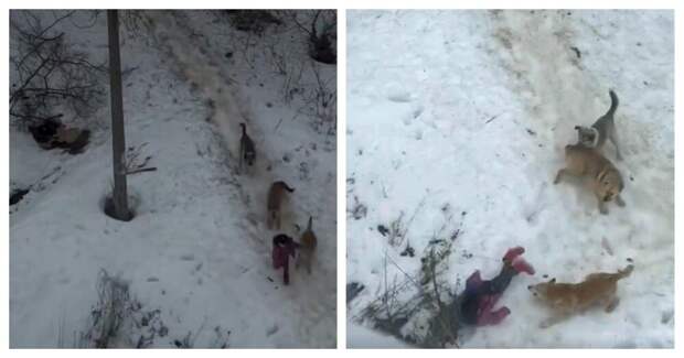 Девочка отбилась от стаи собак в Пермском крае