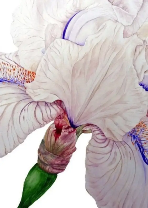 �������� Marie Burke. ��������� ��������