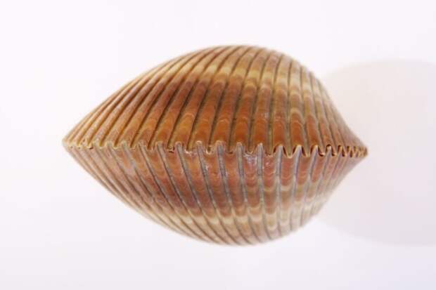 Новый вид брахиопод открыт в Горном Алтае: ископаемое с дальними родственниками в Казахстане и США