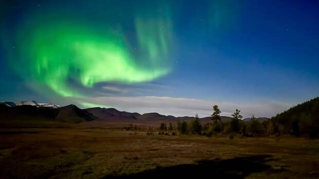 За Полярным кругом на хараулахского снежного барана