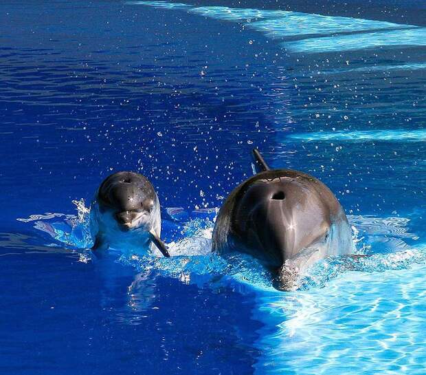 dolphins03 dolphins03 Самые удивительные факты о дельфинах