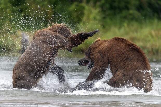 Битва титанов: как два медведя подрались за рыбку битва, животные, медведь, природа, рыба