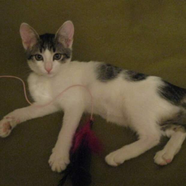 котенок с улицы