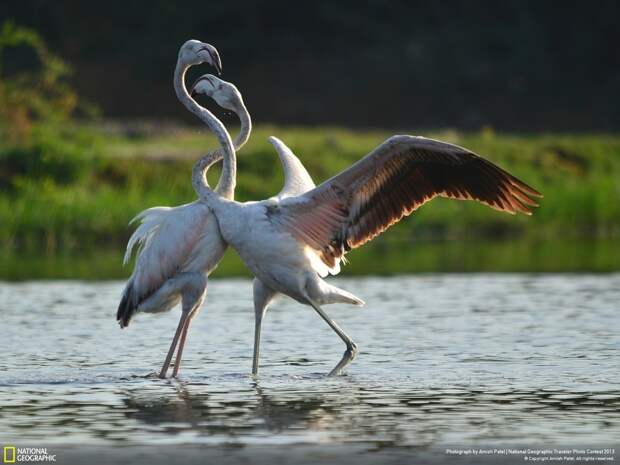 natgeocontest10 natgeocontest10 35 лучших фото животных на фотоконкурсе National Geographic Traveler