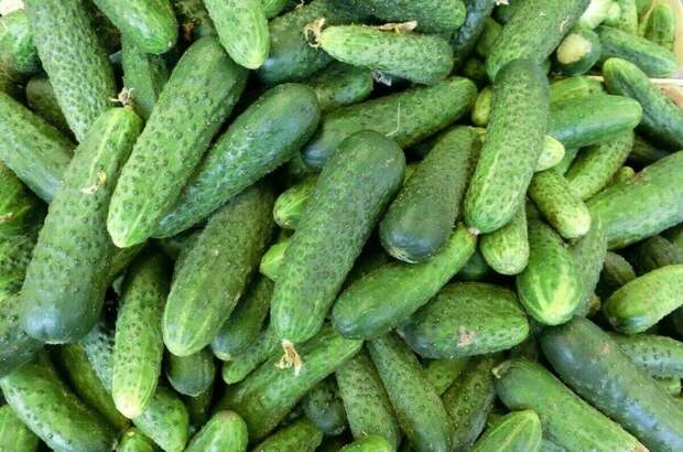 Огурцы за неделю подорожали на 6,3%