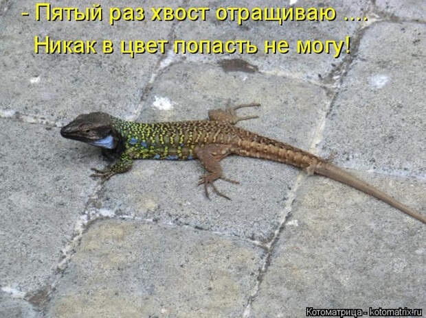 kotomatritsa_Y2 (700x524, 398Kb)