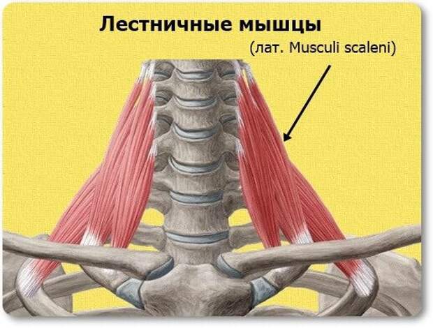 Лестничные мышцы анатомия. Лестничные мышцы шеи анатомия. Задняя лестничная мышца анатомия. Лестничные мышцы мышцы шеи. Средняя лестничная мышца.