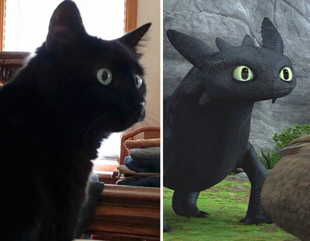 This Black Cat Looks Like Toothless