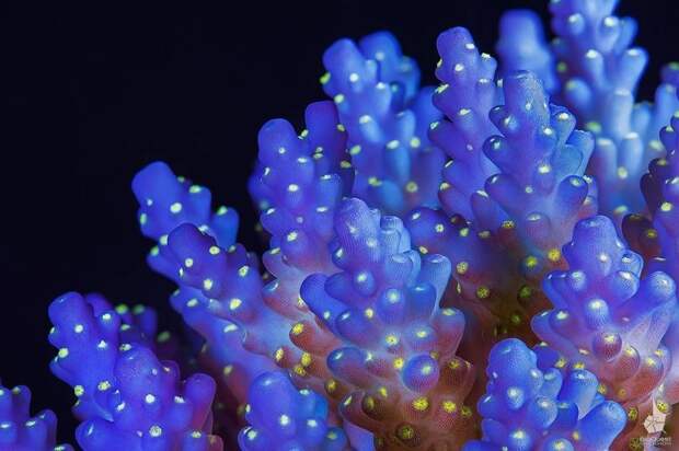 Серии ярких макрофотографий кораллов Большого Барьерного рифа Daniel Stoupin, Большой Барьерный риф, Даниэль Ступин, кораллы, макрофотографии