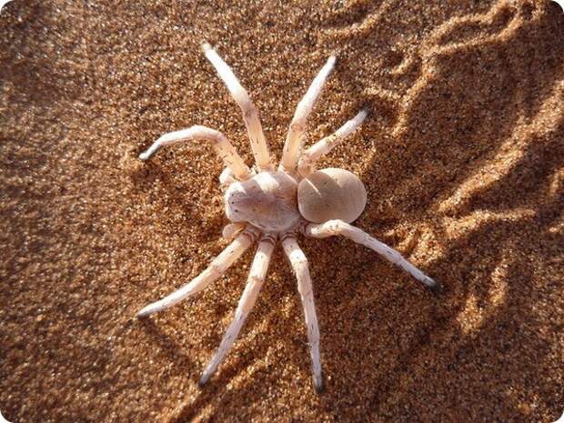 Паук "Белая леди" (лат. Leucorchestris arenicola)