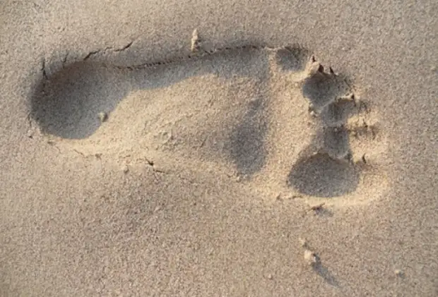 Эволюция мозга