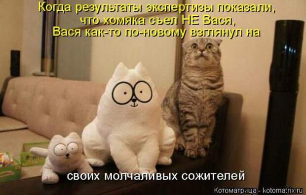 Котоматрицы(картинки с надписями)