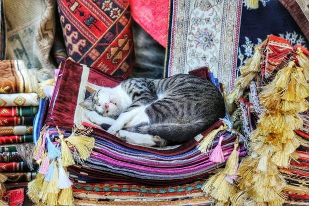 Самые кошачьи города мира: Стамбул город, кошки, эстетика