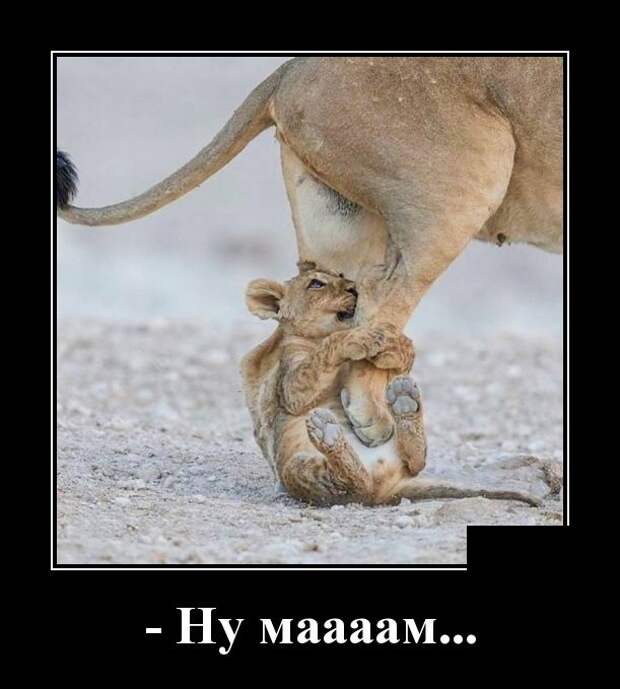 Демотиваторы (30 фото)