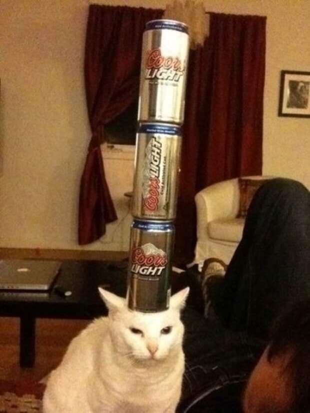 Котики которым все пофиг (12 фото)